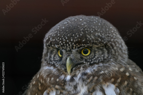 The smallest owl with a black background in detail on the head.
 photo