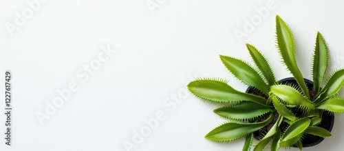 Artificial Venus Flytrap Plant on White Background with Empty Space for Text or Advertising Use in Creative Design Projects. photo