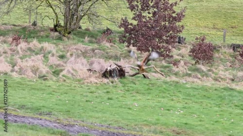 Red Kite (Milvus milvus) in flight in slow motion diving for food.