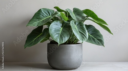 Velvet Leaf Philodendron Houseplant in Modern Pot on Soft Gray Background for Elegant Interior Decor photo