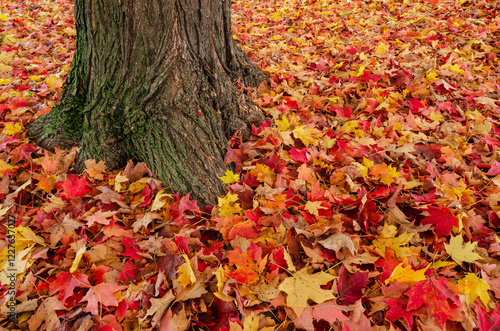 Wallpaper Mural falls leaves on the ground Torontodigital.ca