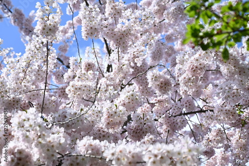 cherry blossom 