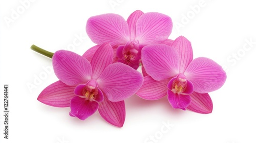 Beautiful pink orchid flowers with delicate petals and vibrant colors on a clean white background