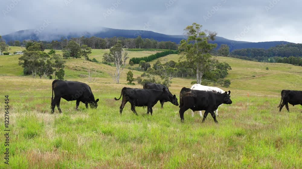 beautiful cattle in Australia eating grass, grazing on pasture. Herd of cows free range beef being regenerative raised on an agricultural farm. Sustainable farming beautiful cattle in Australia eating grass, grazing on pasture. Herd of cows free range beef being regenerative raised on an agricultural farm. Sustainable farming
