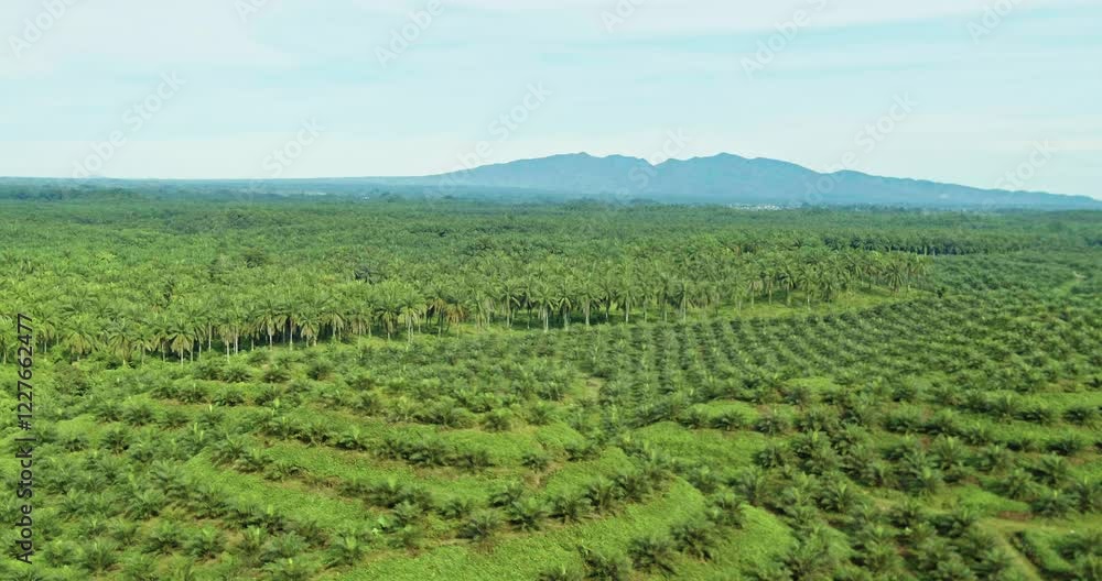 Oil palm in region Oil palm in region