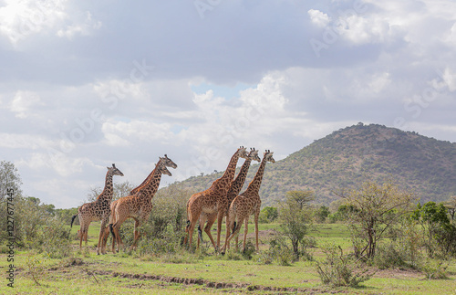 Photography Giraffes beautifying the Serengeti Park, in Tanzania
