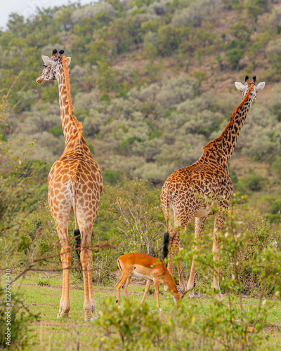 Canvas Print Giraffes beautifying the Serengeti Park, in Tanzania