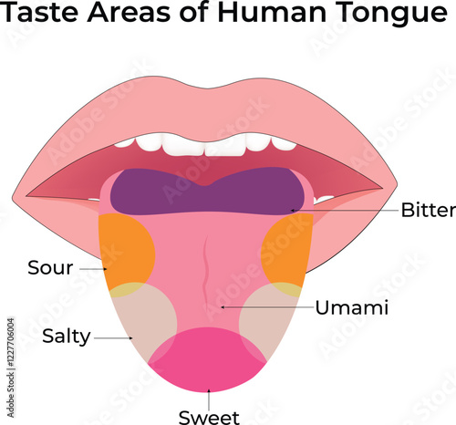 Taste Areas of the Human Tongue Design Vector Illustration
