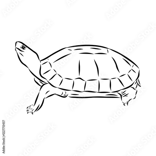 sea turtle, vector sketch
