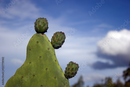 Close up of  three  prickly  pears on cactus blade  isolated against blue sky photo