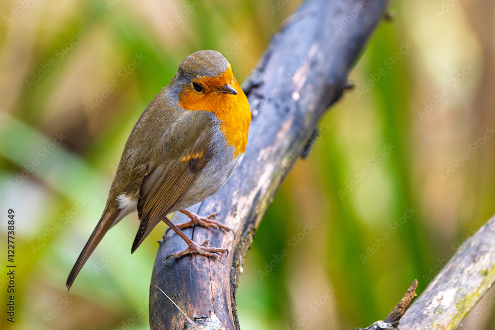 Rotkelchen, Robin im Herbst / Winter auf einem Ast / Vogel Rotkelchen, Robin im Herbst / Winter auf einem Ast / Vogel