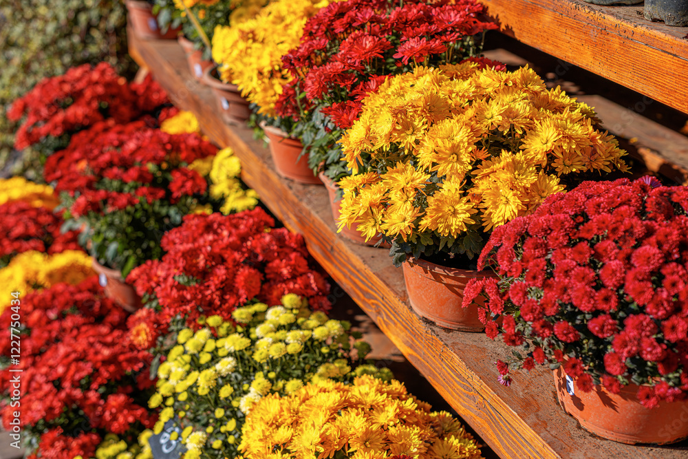 A beautiful assortment of chrysanthemums in red, yellow, and white colors is displayed in terracotta pots on wooden shelves. The vibrant flowers are bathed in sunlight.
