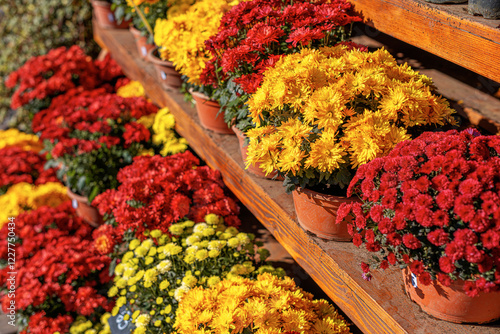Obraz na płótnie A beautiful assortment of chrysanthemums in red, yellow, and white colors is displayed in terracotta pots on wooden shelves. The vibrant flowers are bathed in sunlight. w salonie