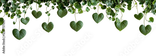 a horizontal arrangement pathos plants hanging down isolated on a transparent background