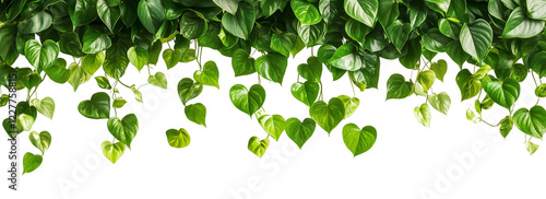 a horizontal arrangement pathos plants hanging down isolated on a transparent background