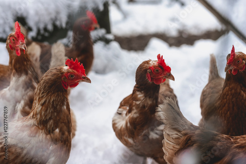 range chicken in winter photo