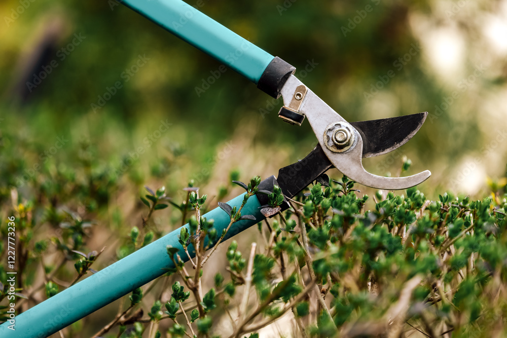 Obraz premium Gardener pruning tree with pruning shears