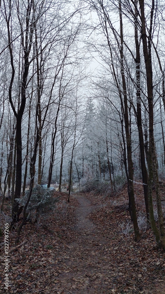 Narrow path in a winter forest strewn with dead leaves Narrow path in a winter forest strewn with dead leaves
