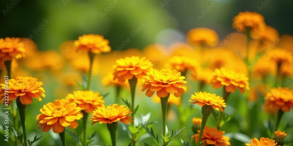 Vibrant orange blossoms in a sunlit garden, a profusion of cheerful flowers swaying gently in the breeze, creating a captivating display of natural beauty Vibrant orange blossoms in a sunlit garden, a profusion of cheerful flowers swaying gently in the breeze, creating a captivating display of natural beauty
