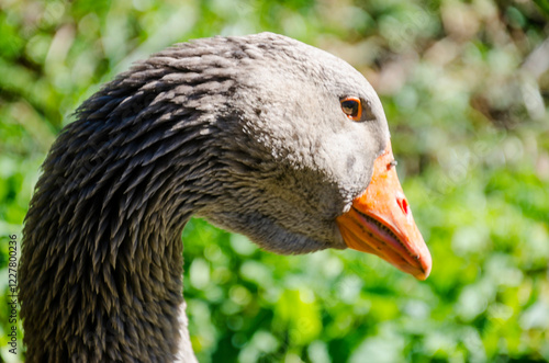 Aves maravillosas photo