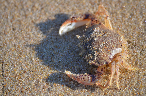 Macro Closeup of Ovalipes ocellatus Lady Crab on beach sand