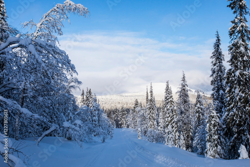 Winter landscape in Pallas Yllastunturi National Park, Lapland, Finland photo