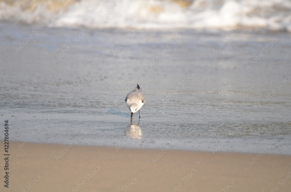 Sand piper on beach with waves crashing in background Sand piper on beach with waves crashing in background