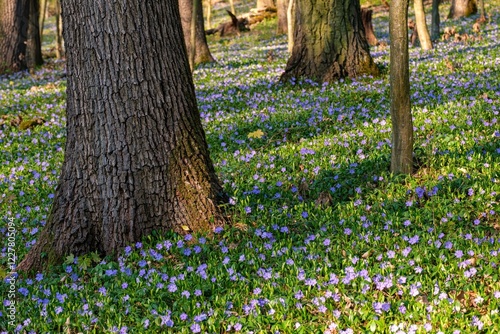 Foto Blooming spring forest with old oak trees