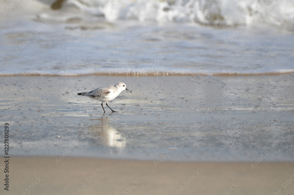 Sand piper on beach with waves crashing in background Sand piper on beach with waves crashing in background