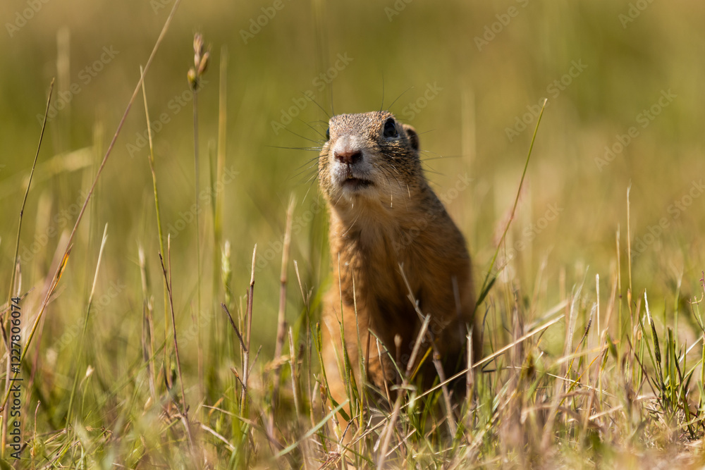 Fototapeta premium Ground squirrel is sitting on the ground and looking around