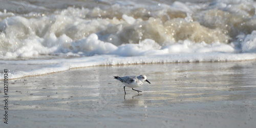 Sand piper on beach with waves crashing in background