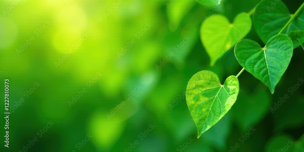 Vibrant Green Foliage with Heart-Shaped Leaves Illuminated by Soft Sunlight, a Symbol of Nature's Beauty and Serenity Vibrant Green Foliage with Heart-Shaped Leaves Illuminated by Soft Sunlight, a Symbol of Nature's Beauty and Serenity