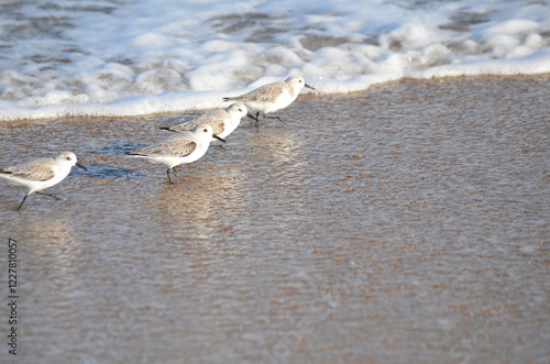 Sand piper on beach with waves crashing in background