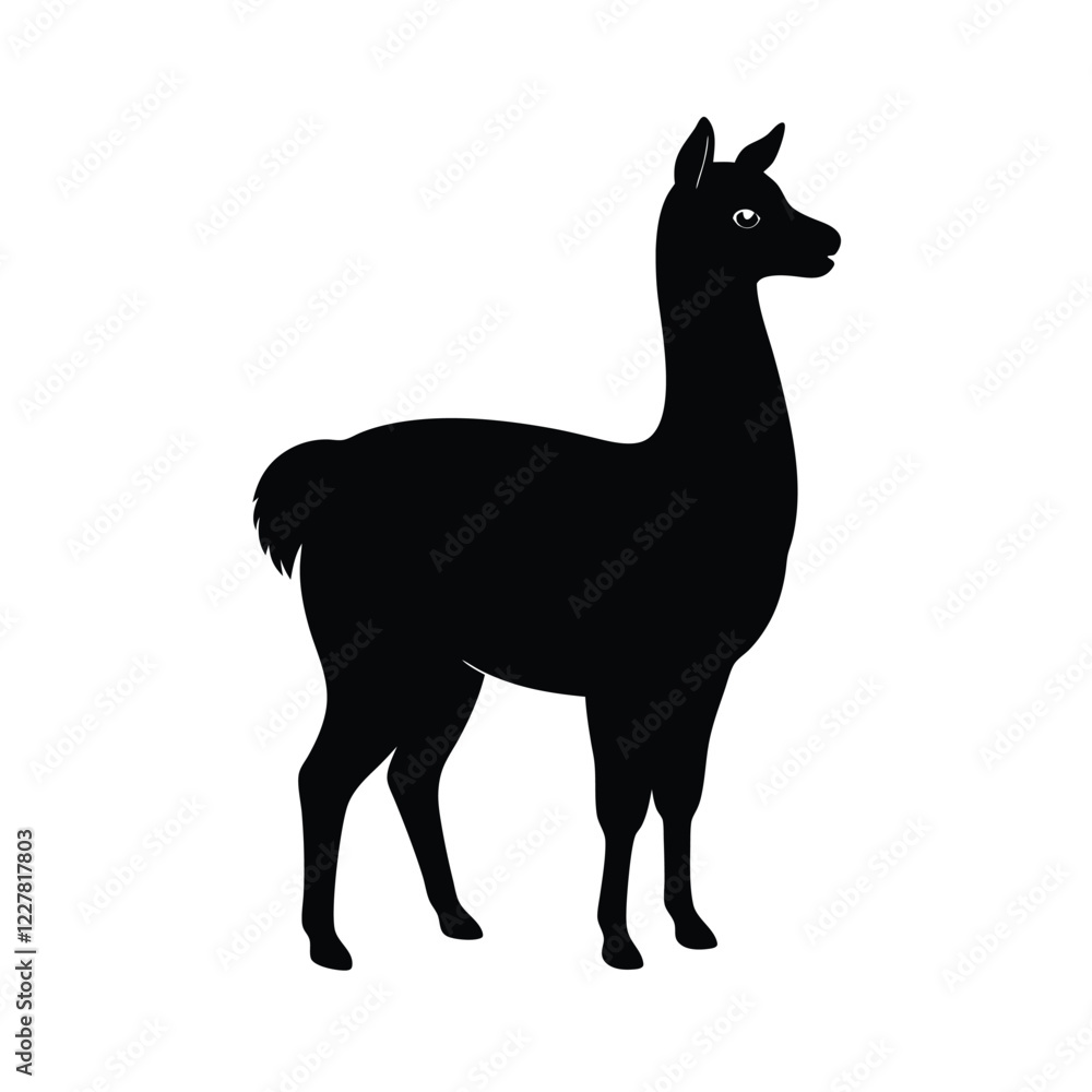 black and white sheep black and white sheep
