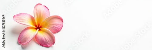 Single frangipani blossom, white background, vibrant petals , soft, high-resolution, stock