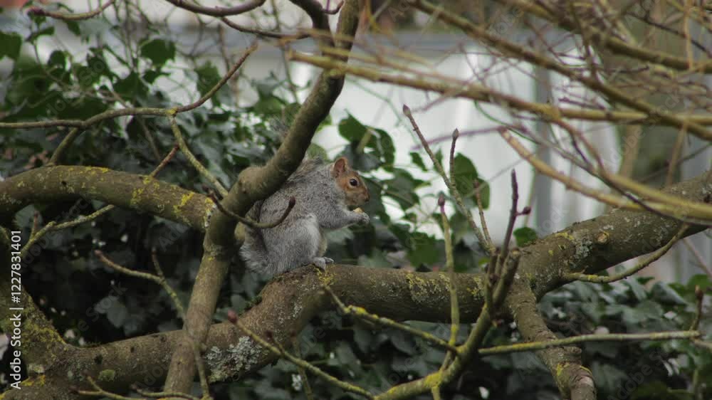 Grey Squirrel Eating A Nut Sat On A Tree Branch Close Up UK England Hertfordshire Borehamwood Grey Squirrel Eating A Nut Sat On A Tree Branch Close Up UK England Hertfordshire Borehamwood