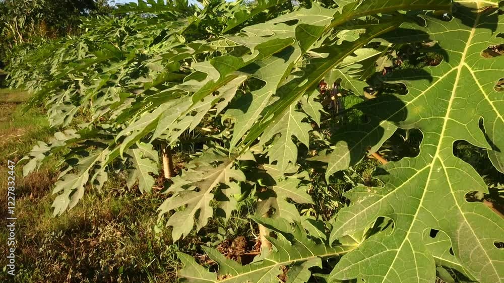 Papaya leaves growing in a tropical plantation field. Papaya leaves growing in a tropical plantation field.