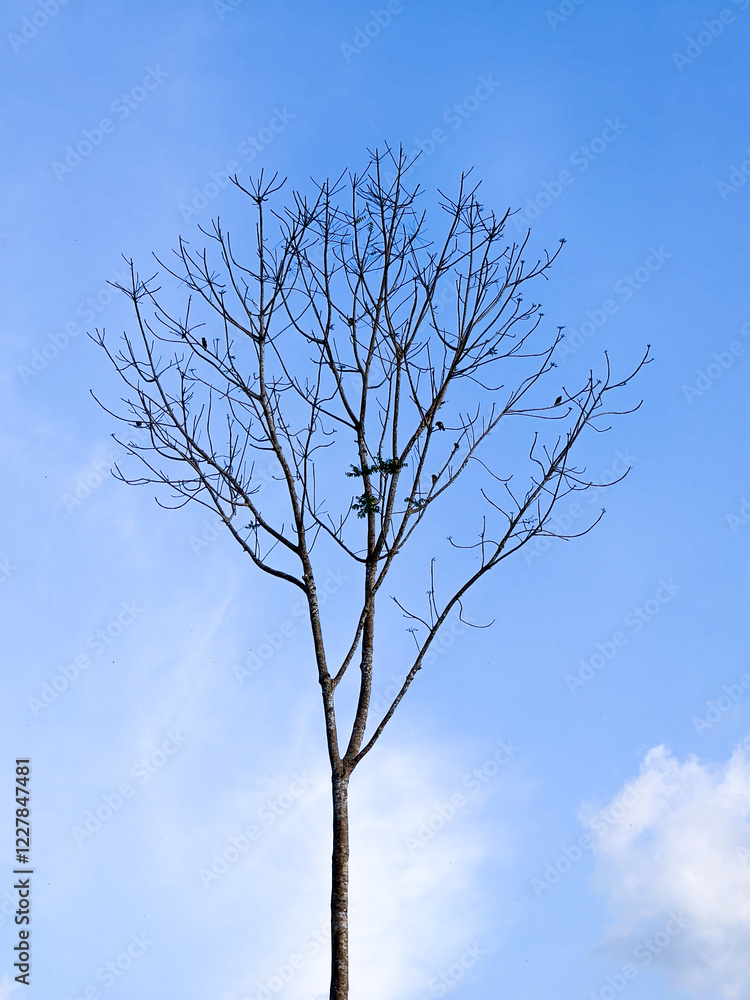 Bare Tree Against Clear Blue Sky Capturing the Simplicity and Beauty of Nature in Minimalist Photography Bare Tree Against Clear Blue Sky Capturing the Simplicity and Beauty of Nature in Minimalist Photography