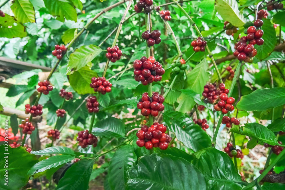 ** Vibrant Red Coffee Cherries on Lush Green Coffee Plant in Tropical Plantation Setting..** ** Vibrant Red Coffee Cherries on Lush Green Coffee Plant in Tropical Plantation Setting..**