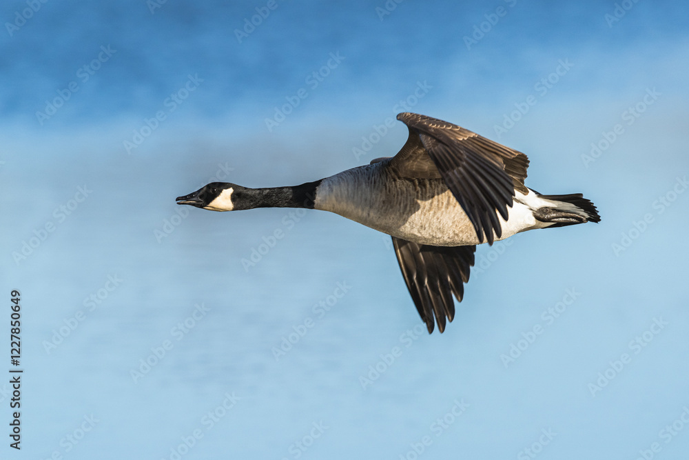 Fototapeta premium Canada Goose, Branta canadensis, bird in flight over winter marshes