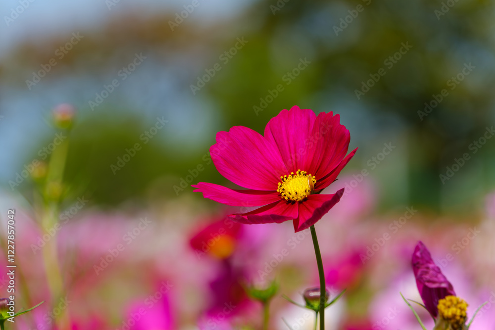 鮮やかなピンクのコスモスの花