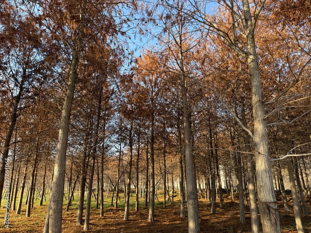 Obraz premium Winter Tranquility: The Beauty of Red Mangroves in the Cold Season