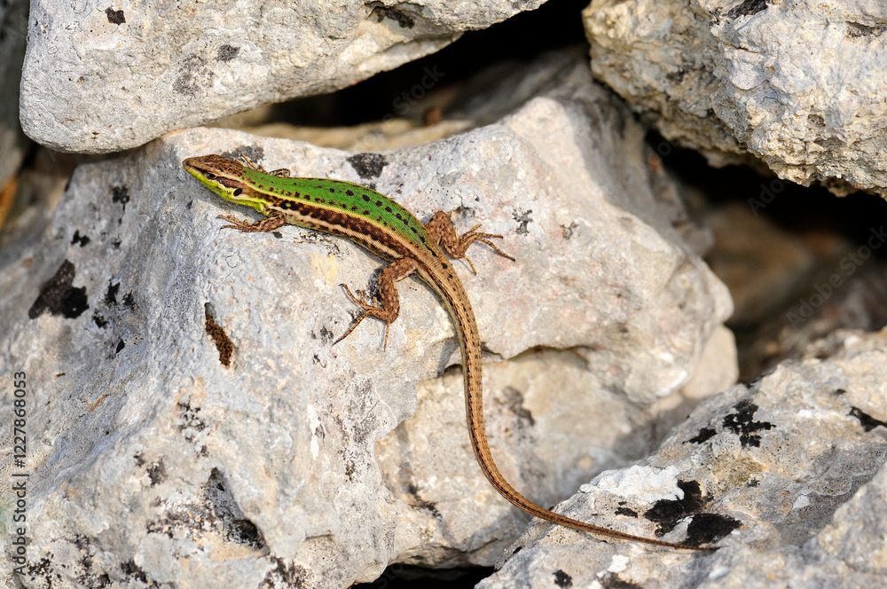 Sizilianische Mauereidechse - Weibchen // Sicilian wall lizard - female (Podarcis waglerianus) - Sizilien, Italien Sizilianische Mauereidechse - Weibchen // Sicilian wall lizard - female (Podarcis waglerianus) - Sizilien, Italien