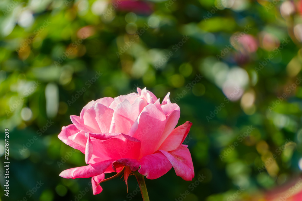 陽光に照らされるピンクのバラ