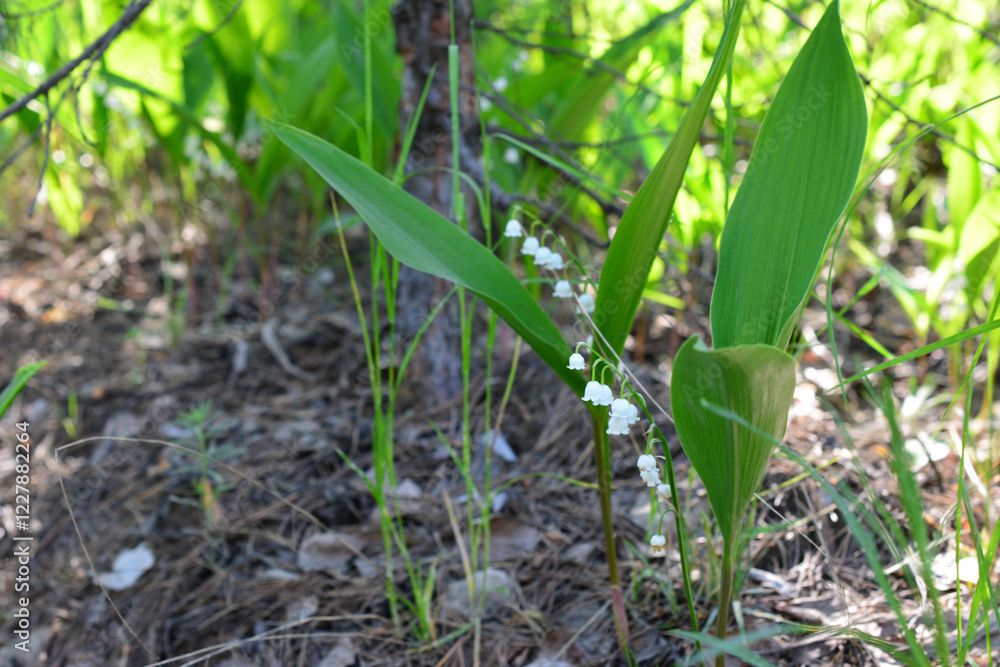 Fototapeta premium Lily of the valley on the lawn in the forest and back lit