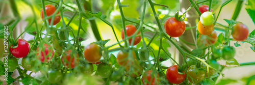 closeup on red cherry tomatoes   ripening in a vegetable garden in summer light