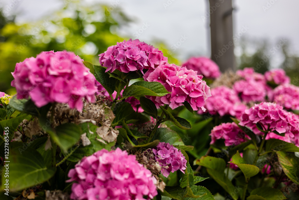 Vibrant pink hydrangea flowers in full bloom with lush green leaves. The soft-focus background features blurred greenery, creating a natural and serene garden atmosphere. Vibrant pink hydrangea flowers in full bloom with lush green leaves. The soft-focus background features blurred greenery, creating a natural and serene garden atmosphere.