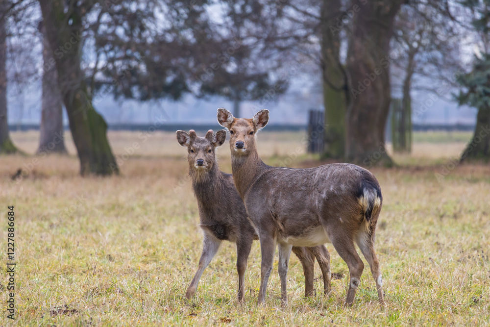 Sika deer - Cervus nippon, doe and mouflon in meadow and forest. Photo from wild nature Sika deer - Cervus nippon, doe and mouflon in meadow and forest. Photo from wild nature