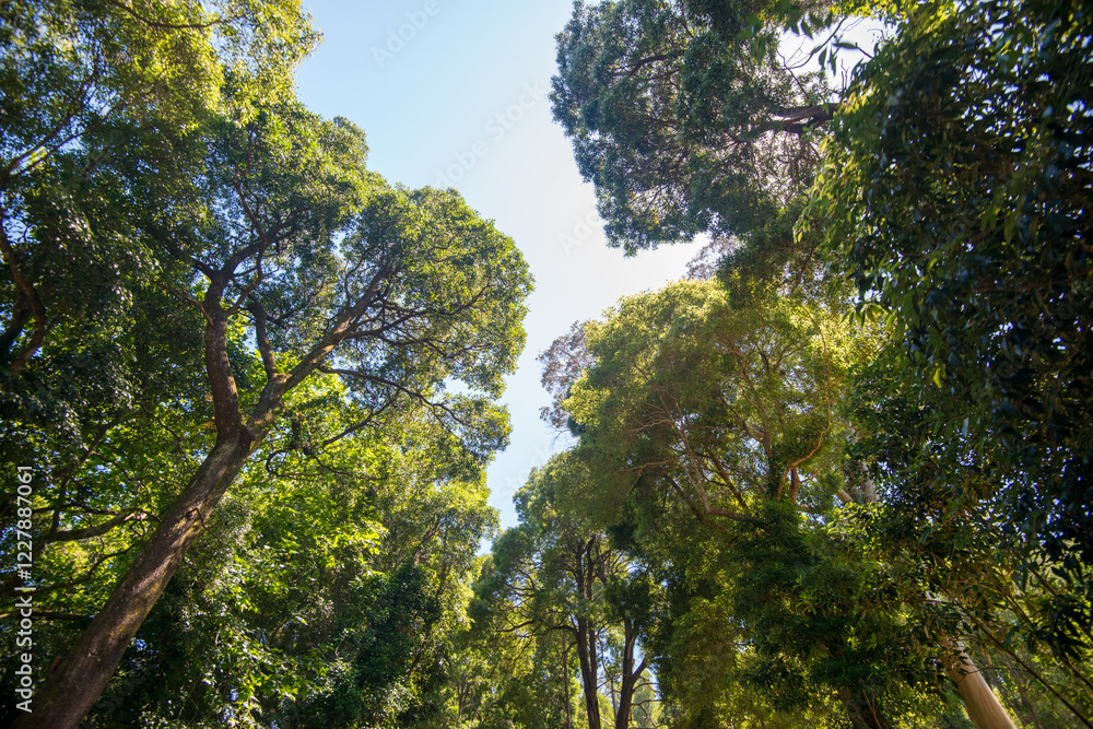 Obraz premium Looking up at tall trees in a forest.