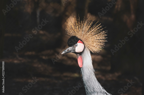 Portrait of a grey crowned crane photo